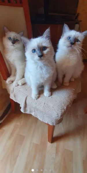 vendo gatti sacro birmano nati ad aprile da genitori di razza 