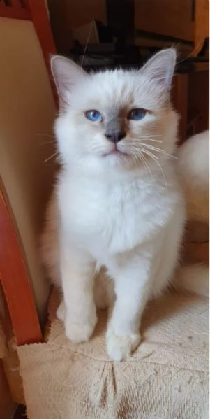 vendo gatti sacro birmano nati ad aprile da genitori di razza  | Foto 2