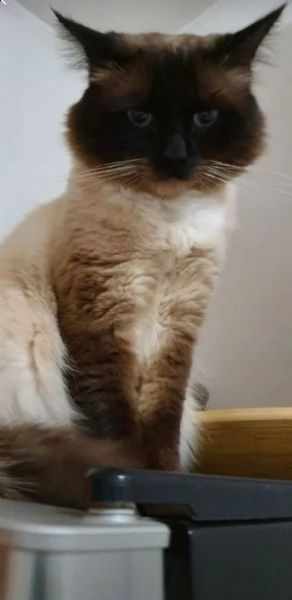 vendo gatti sacro birmano nati ad aprile da genitori di razza  | Foto 1