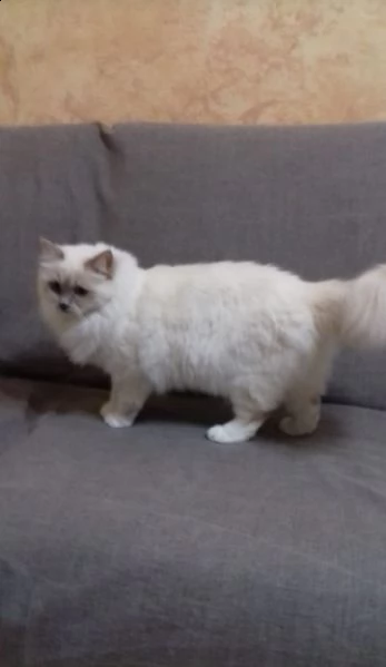 vendo gatti sacro birmano nati ad aprile da genitori di razza  | Foto 0