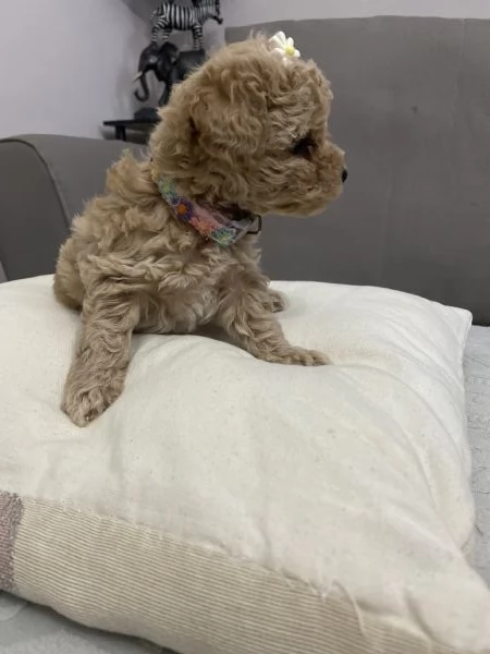 Cuccioli Barboncino toy | Foto 3