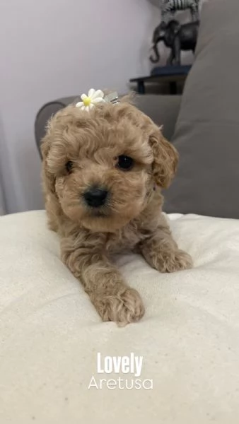 Cuccioli Barboncino toy