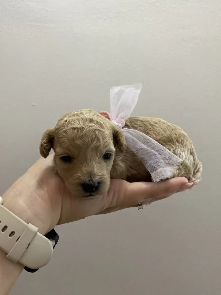 Cuccioli Barboncino toy | Foto 1