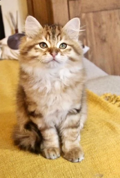 Cuccioli Di Gatto Siberiano Con Pedigree