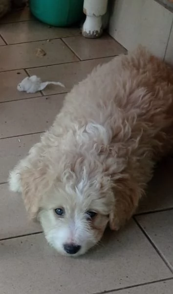 Cuccioli di barboncini | Foto 1