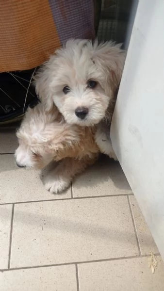 Cuccioli di barboncini | Foto 0