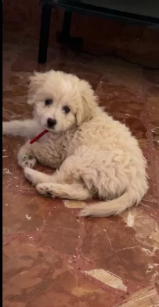 Cuccioli di barboncini