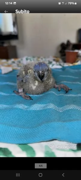 Lorichetto allevato a mano | Foto 6