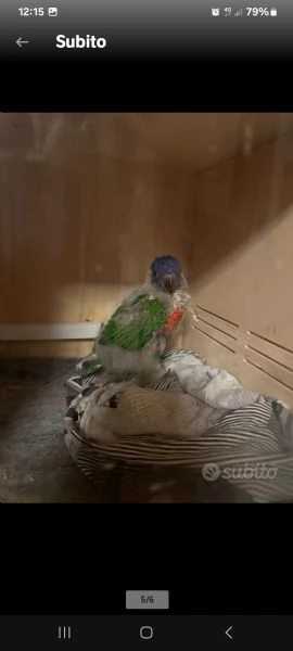 Lorichetto allevato a mano | Foto 5