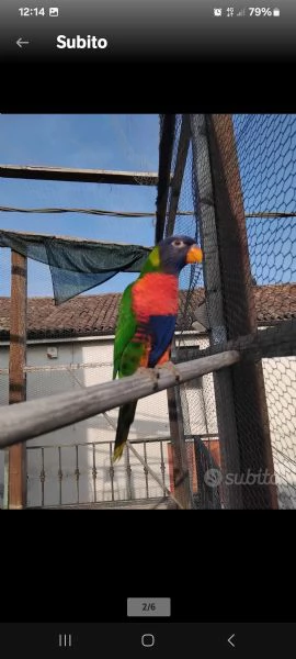 Lorichetto allevato a mano | Foto 4