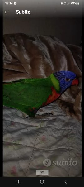 Lorichetto allevato a mano | Foto 3