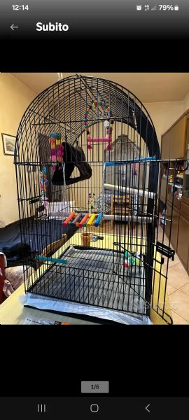 Lorichetto allevato a mano | Foto 2