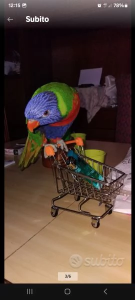 Lorichetto allevato a mano