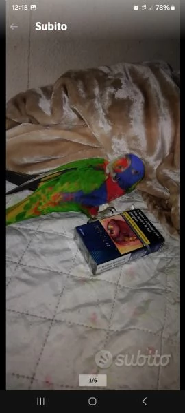 Lorichetto allevato a mano | Foto 1