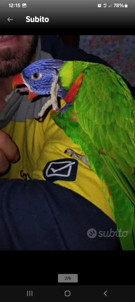 Lorichetto allevato a mano | Foto 0