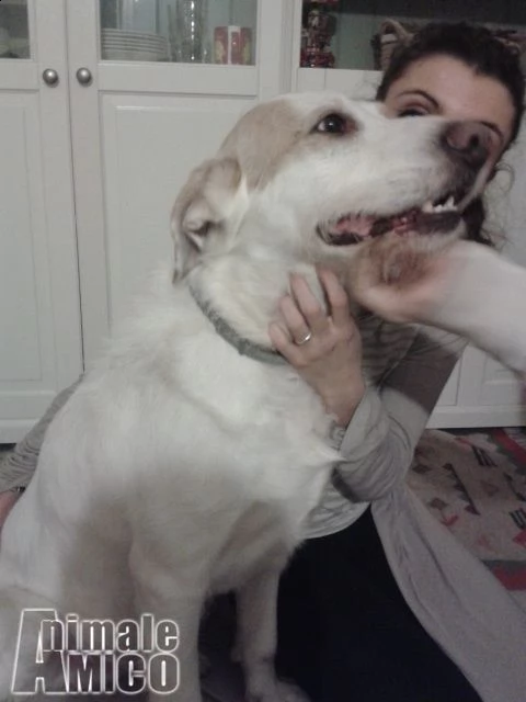 bellissimo lord cerca casa