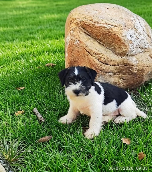 Jack Russell  | Foto 3