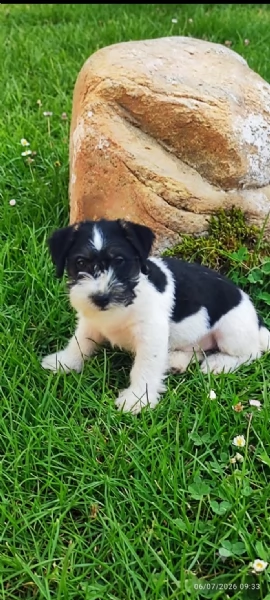 Jack Russell  | Foto 2
