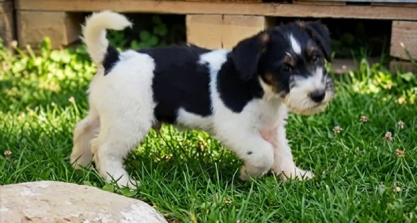 Jack Russell 