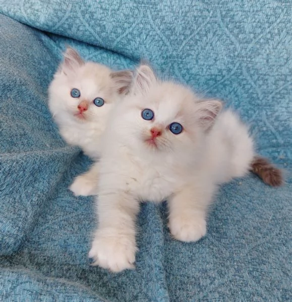 Gattini Ragdoll | Foto 0