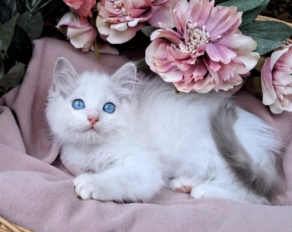 Disponibili gattini RAGDOLL  con pedigree | Foto 2