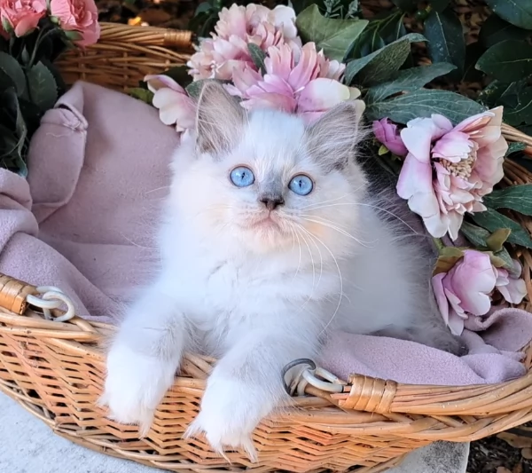 Disponibili gattini RAGDOLL  con pedigree