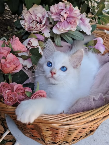 Disponibili gattini RAGDOLL  con pedigree | Foto 1