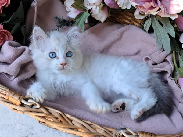Disponibili gattini RAGDOLL  con pedigree | Foto 0