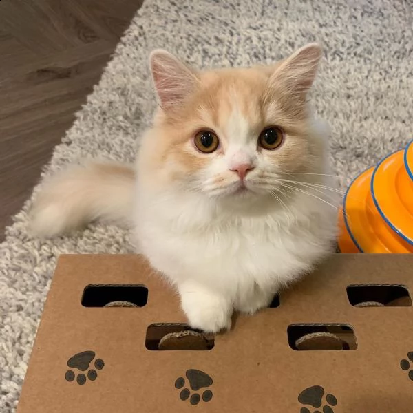  gattini ragdoll allevati in casa | Foto 0