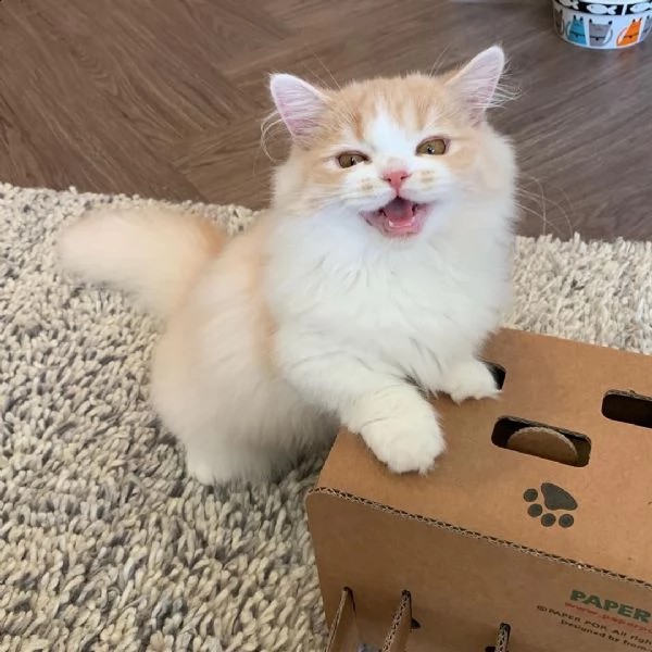  gattini ragdoll allevati in casa