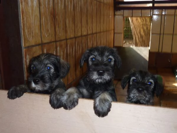 sorprendente cuccioli di schnauzer alta genealogia