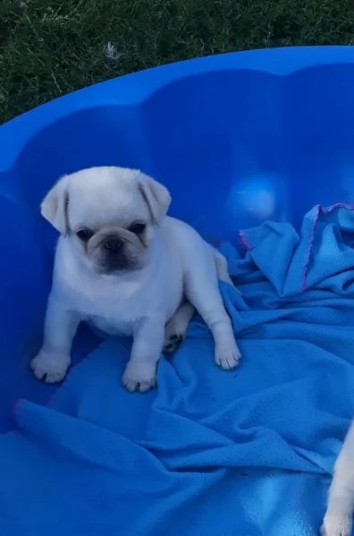 sorprendente cuccioli di carlino alta genealogia