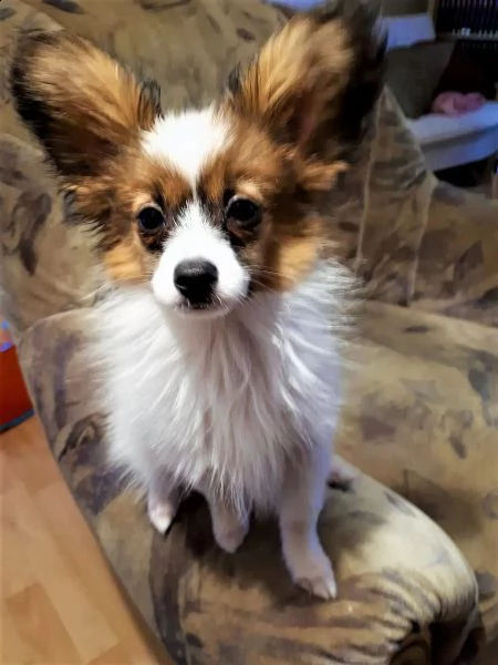 sorprendente cuccioli di papillon alta genealogia