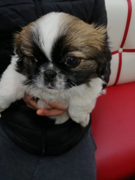 sorprendente cuccioli di pechinese alta genealogia