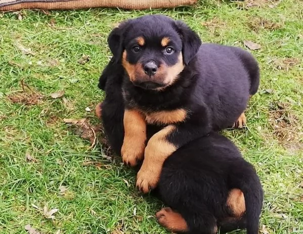 sorprendente cuccioli di rottweiler alta genealogia