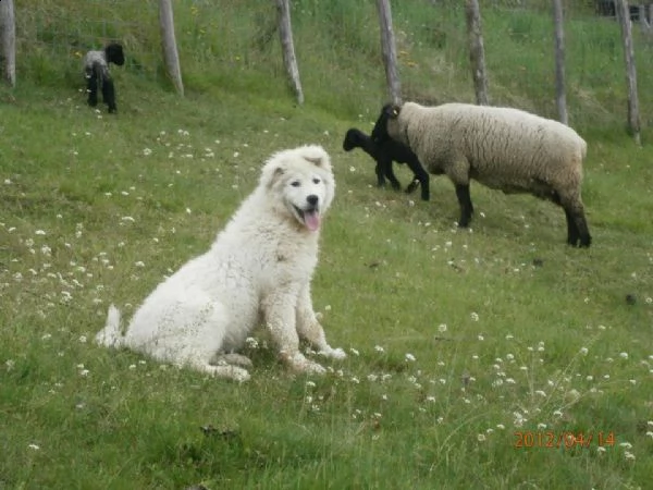 cuccioli di pastore maremmano abruzzese  | Foto 6