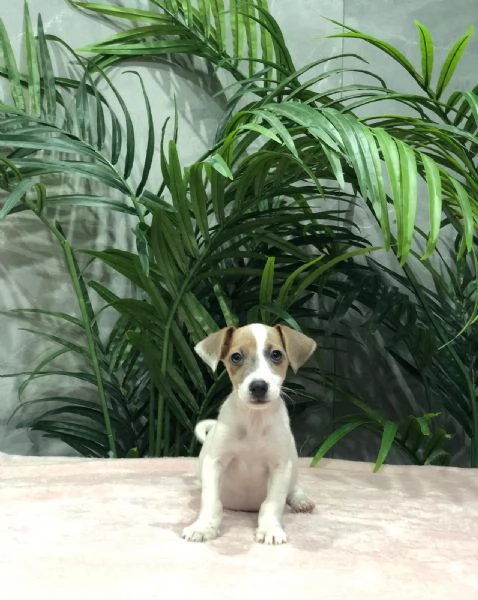 jack russel | Foto 0