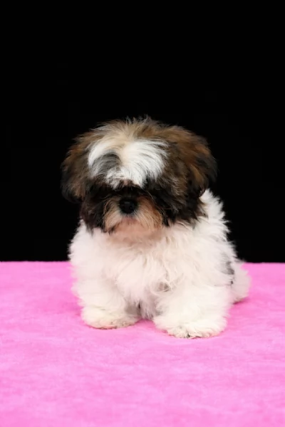 shih tzu