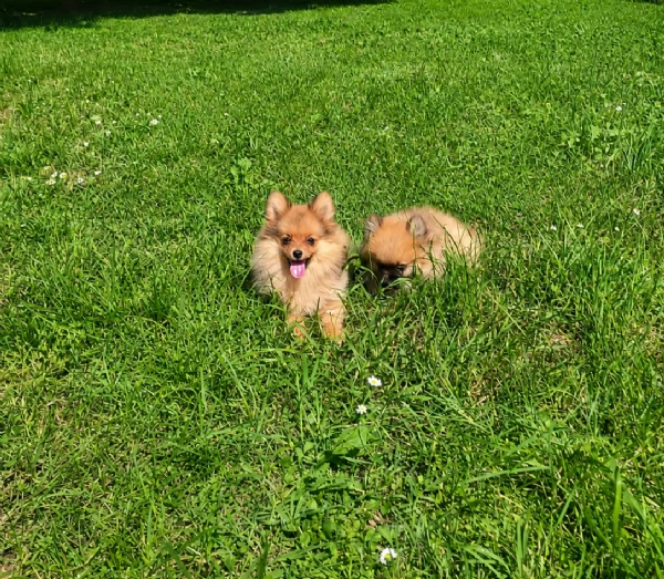 pomerania | Foto 0