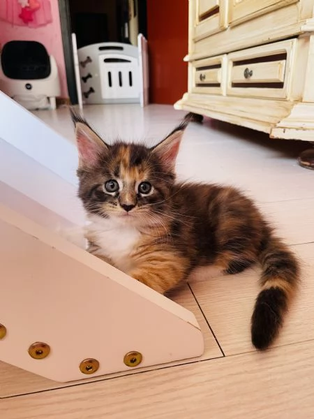 Gatti mainecoon