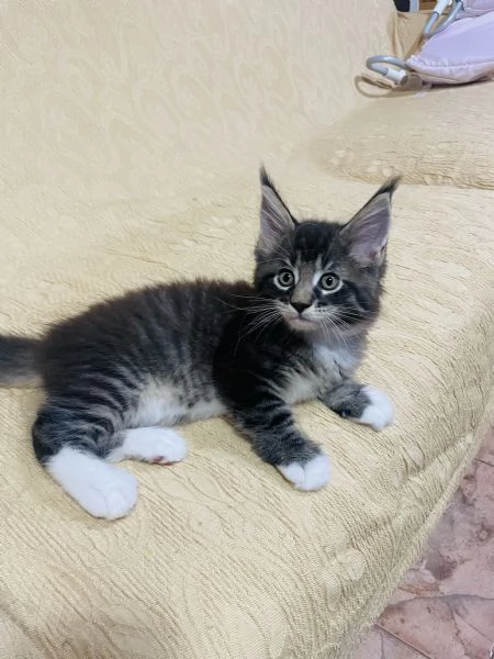 Gatti mainecoon | Foto 6
