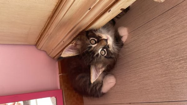 Gatti mainecoon | Foto 5
