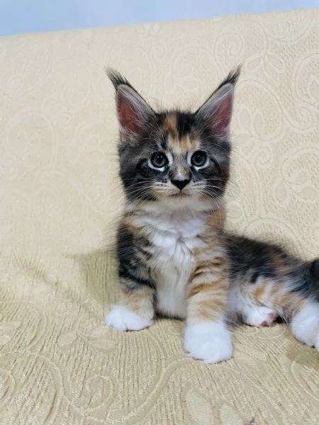 Gatti mainecoon | Foto 4