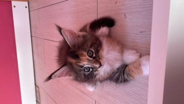 Gatti mainecoon | Foto 3