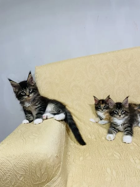 Gatti mainecoon | Foto 2