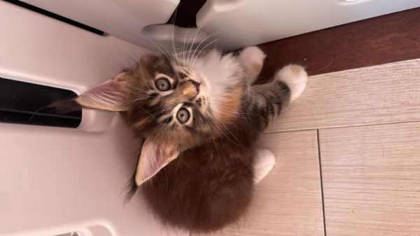 Gatti mainecoon | Foto 1