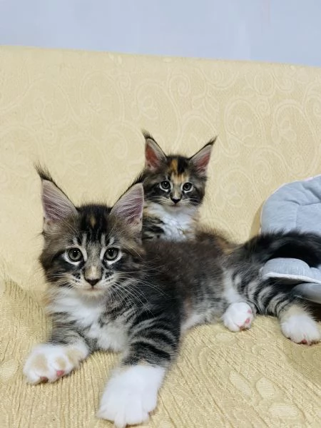 Gatti mainecoon | Foto 0