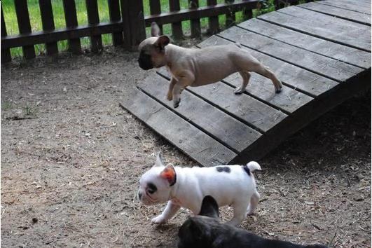 cuccioli sani del bulldog francese per adozione | Foto 0