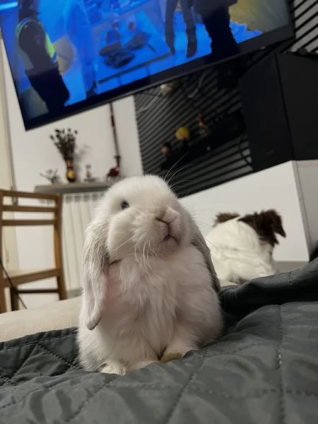 Miniloop nano 