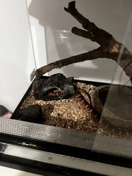 Serpente del grano  | Foto 1